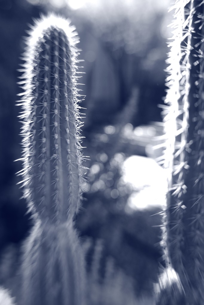 cactus by blueberry1222