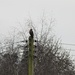  Buzzard on an Electricity Pole by susiemc