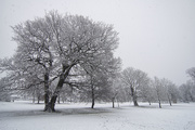 14th Jan 2021 - Snowy trees
