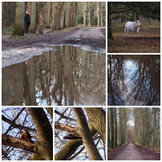 14th Jan 2021 - Another walk in the woods