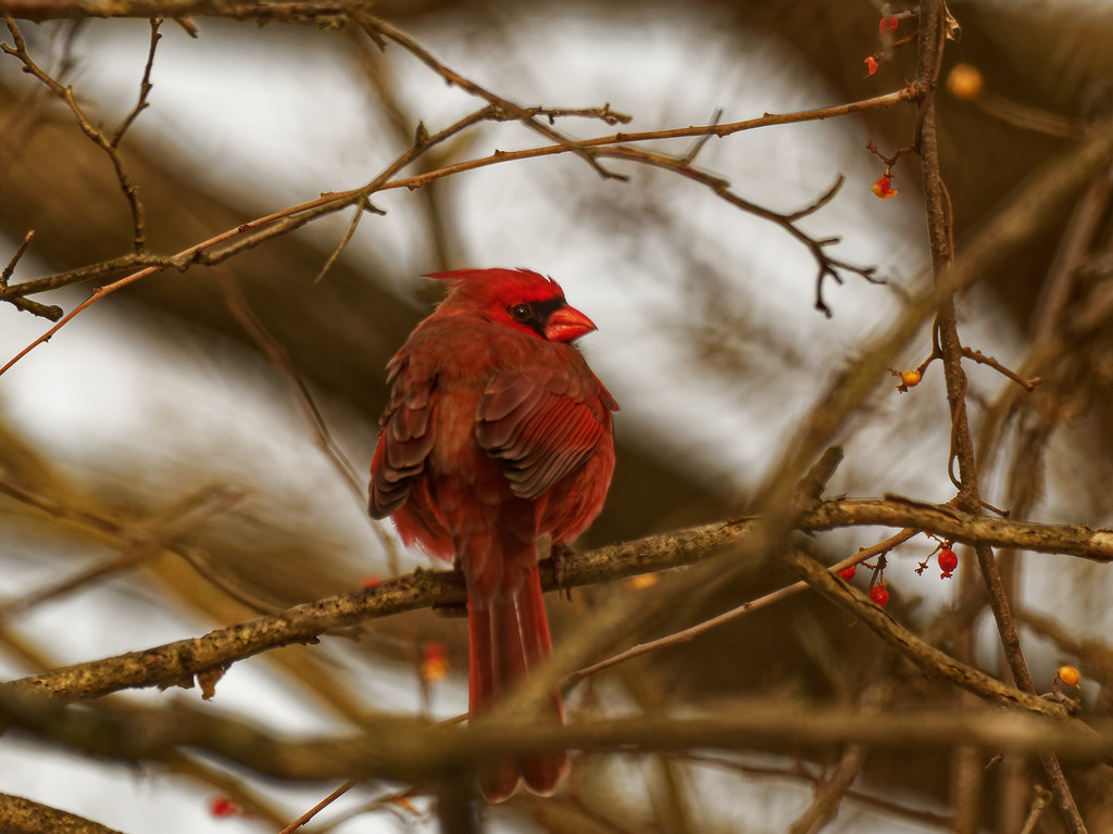 Northern cardinal  by rminer