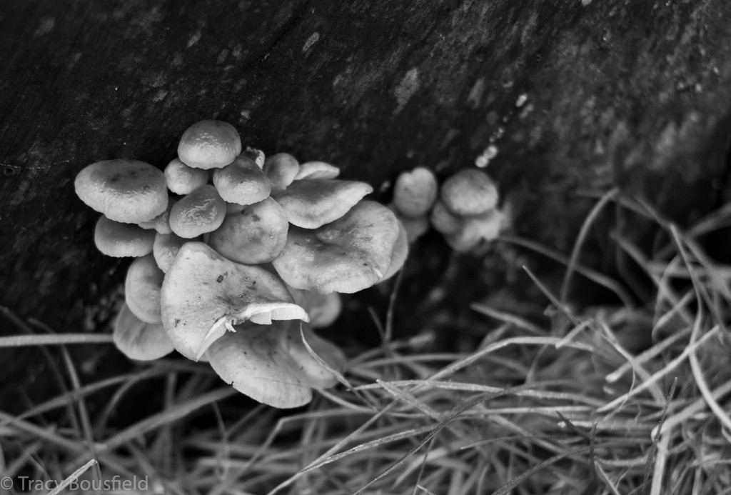 Fungi by tracybeautychick