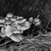 Fungi by tracybeautychick