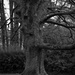 Tree by tracybeautychick