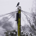 Bedraggled Magpie by pcoulson