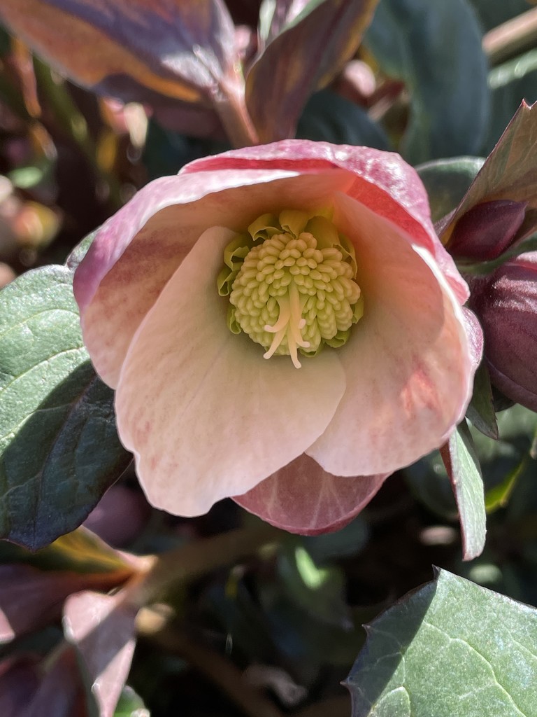 First hellebore bloom by shutterbug49