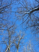 14th Jan 2021 - Looking up at blue sky