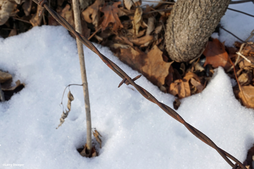 Wire in the snow by larrysphotos