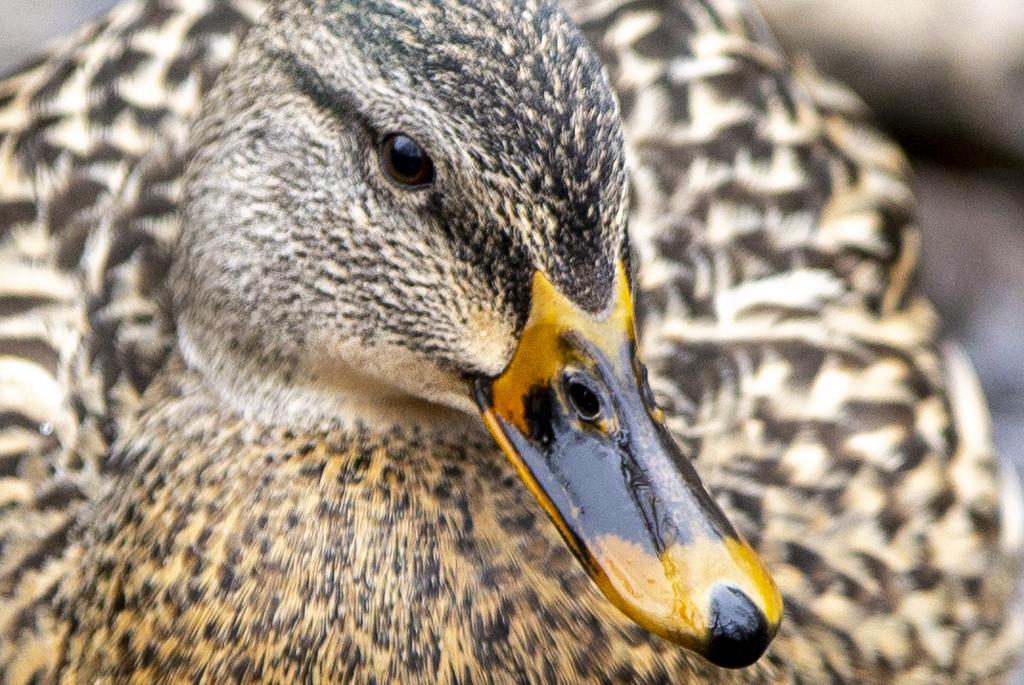 The Female Mallard Duck by pdulis