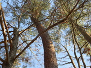 14th Jan 2021 - Pine Tree Bending