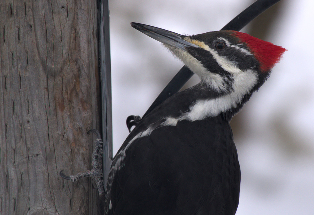 Female Pileated Woodpecker   by radiogirl