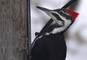 14th Jan 2021 - Female Pileated Woodpecker  