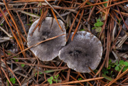 14th Jan 2021 - Tiny fungi...