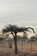 14th Jan 2021 - Sad Mesquite Tree