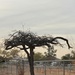 Sad Mesquite Tree by corinnec