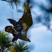 Young Bald Eagle Escaping the Crows! by rickster549