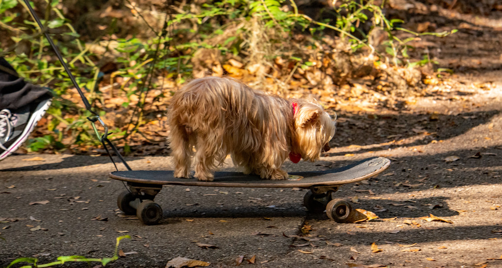 Skateboarding Doggy! by rickster549