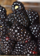 15th Jan 2021 - Blackberries are my favorite fruit