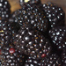 Blackberries are my favorite fruit by homeschoolmom