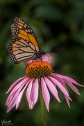 15th Jan 2021 - Echinacea and A Monarch