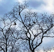 15th Jan 2021 - Winter tree with birds