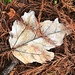 End of Autumn leaf study by congaree