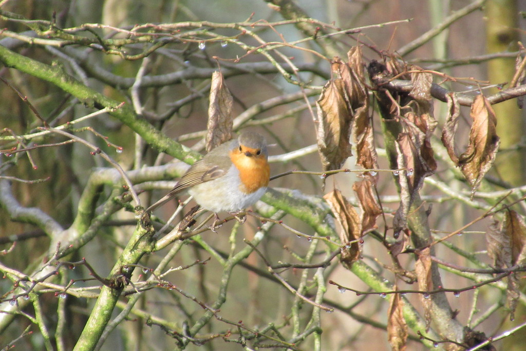 This is a robin by anniesue