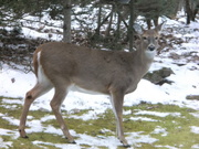 11th Jan 2021 - Day 11: Oh, deer!