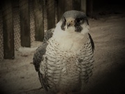 15th Jan 2021 - Day 15: Meet PF ... Peregrine Falcon 