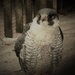 Day 15: Meet PF ... Peregrine Falcon  by jeanniec57
