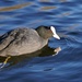 A COOT WITH A FOOT by markp
