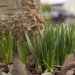 More evidence that spring is on its way! by 365projectorglisa