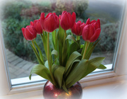 14th Jan 2021 - Tulips