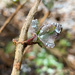 Frozen honeysuckle bud by 365projectmaxine