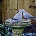 Love Birds by carole_sandford