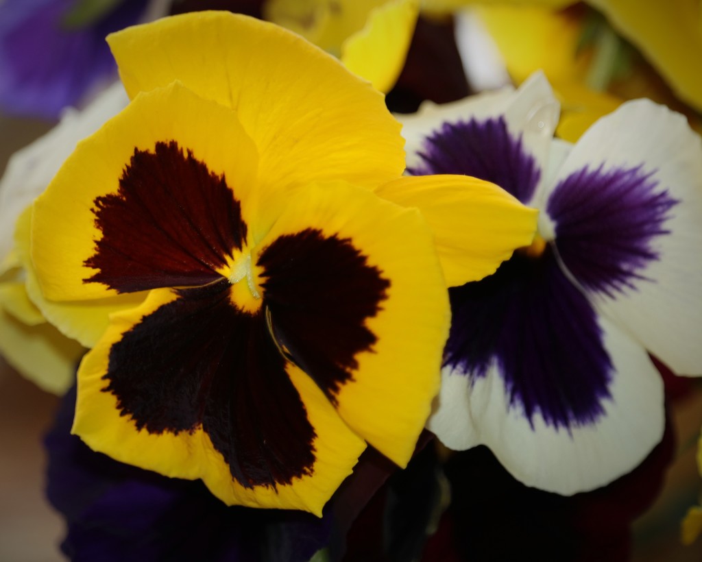 January 15: Pansies by daisymiller