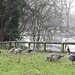 10 Greylag Geese by oldjosh