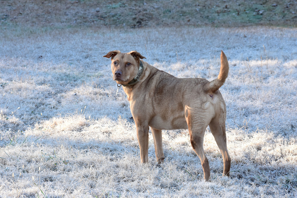 Seamus in the morning frost by homeschoolmom