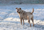 16th Jan 2021 - Seamus in the morning frost