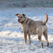 Seamus in the morning frost by homeschoolmom