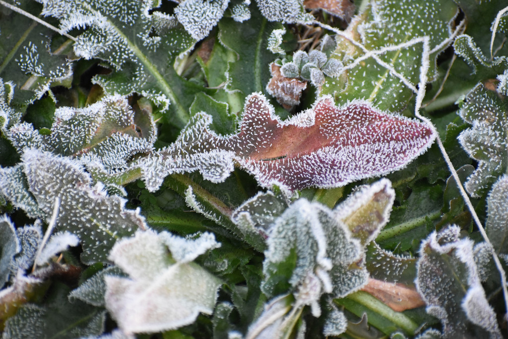 Frosty Leaves by homeschoolmom