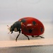 1st Ladybird of 2011 by itsonlyart