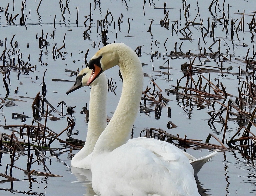 Mute Swans by frantackaberry