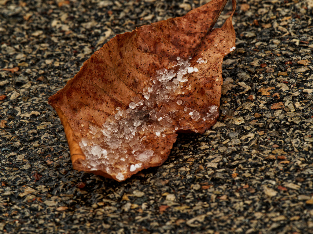 ice crystals on a leaf by rminer