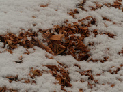 15th Jan 2021 - wood chips