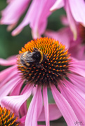 16th Jan 2021 - Bumble Bee and Echinacea