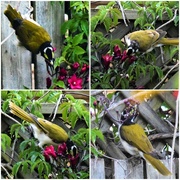 16th Jan 2021 - Blue-faced Honeyeater in the Cardinal Creeper ~        