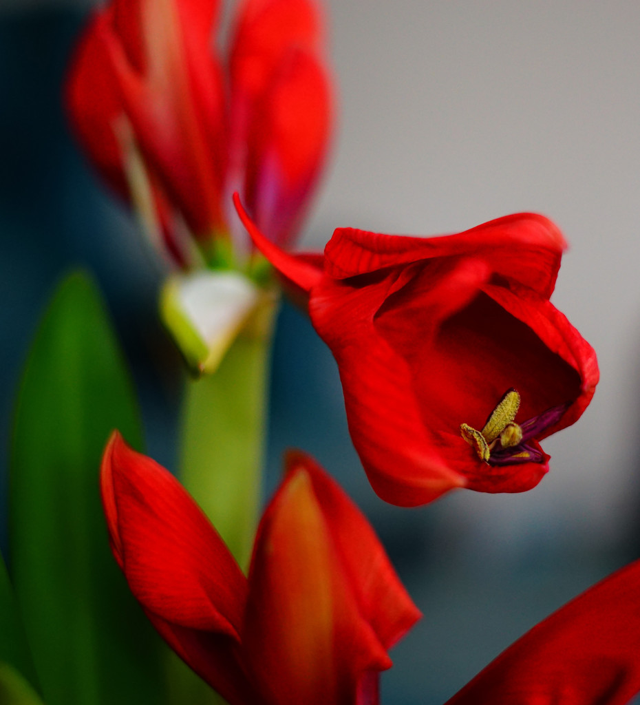 Amaryllis Bloom by tosee