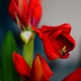 Amaryllis Bloom by tosee