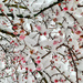 Pink flowers and snow.  by cocobella